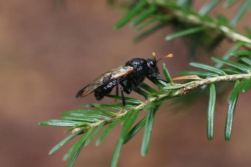 Réf. 255 338 : Cimbex sp.